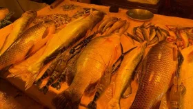 দেশের চাহিদা মিটিয়ে এবার মাছ রফতানিতে জোর