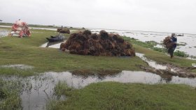 ‘পানিতে পচে গেলো কষ্টের ফসল, সারা বছর খাবো কী’