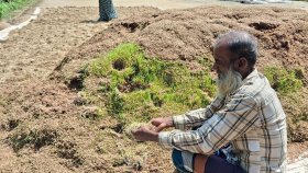 সরকার কিনছে শুকনো ধান, ভেজা নিয়ে বিপাকে কৃষক