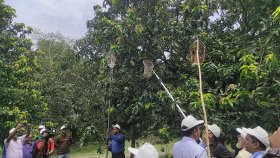 সাতক্ষীরায় বিষমুক্ত আম সংগ্রহের উদ্বোধন, লক্ষ্যমাত্রা ৭১ হাজার মেট্রিক টন