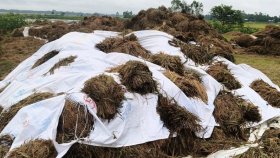 ভেজা ধান বিক্রি করতে পারছেন না কৃষক