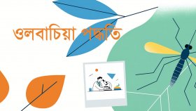 ডেঙ্গু নিয়ন্ত্রণে ওলবাচিয়া পদ্ধতি কী, কীভাবে কাজ করে