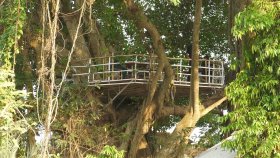 গাছের ডালে রেস্টুরেন্ট, কী খাবেন