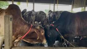 ধামরাইয়ে প্রস্তুত অর্ধ লক্ষ কোরবানির পশু, উদ্বৃত্ত ১৭ হাজার