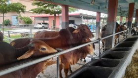 রাজশাহীর কোন জেলায় কোরবানিযোগ্য কত পশু মজুত আছে