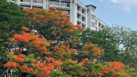 রক্তিম কৃষ্ণচূড়ার রঙে সেজেছে জবি ক্যাম্পাস