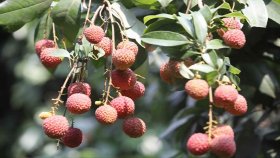 মধুর মাসে বাজারমুখী লিচুর ব্যস্ততা