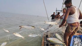 ইলিশ গেছে বেড়াতে, ফিরবে কবে?