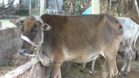 কোরবানির গরুতে খুরারোগ, আক্রান্ত তিন শতাধিক, ১০টির মৃত্যু