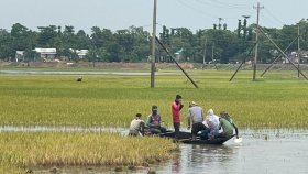 সুনামগঞ্জে বৃষ্টিতে হাওরে ফের বাড়ছে পানি, বাকি ধান নিয়ে উদ্বেগ