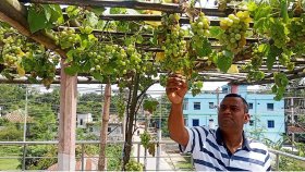 ছাদভর্তি ফল-সবজি, উৎসাহিত হচ্ছেন অন্যরা