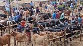 হাট ভরা গরু থাকলেও নেই ক্রেতা, দুশ্চিন্তায় খামারিরা