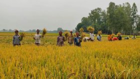 শ্রমিকের মজুরি দ্বিগুণ হলেও বাড়েনি ধানের দাম, কৃষকের ক্ষতি দেখবে কে