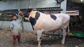 দিনে ২ হাজার টাকার খাবার খায় ‌‘সাদা বাদশা’, দাম কত?