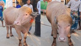 ‘ডোনাল্ড ট্রাম্প’ এখন ঢাকায়, মার্কিন দূতাবাসের প্রতিনিধি দল যাওয়ার তথ্য সঠিক নয়