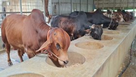 কোরবানির পশু উৎপাদনে শীর্ষে কোন জেলা, কত কোটি বিক্রি