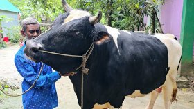 সন্তানের মতো করে লালন করেছি, হালাল টাকার মালিকের কাছে বেচতে চাই