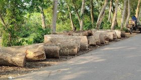 খাল খননের অজুহাতে দুই শতাধিক গাছ কাটার অভিযোগ