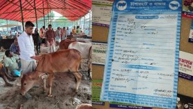 এমপি খবর রাখেন, তাই এই হাটে কোরবানির পশুর খাজনা দ্বিগুণ