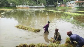 দিশাহারা হাজারো কৃষক, বলছেন এমন দুর্ভোগ আর পোহাতে হয়নি