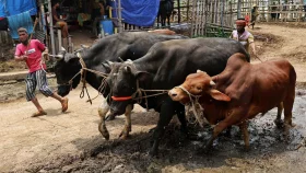 গাবতলী হাটে আসছে কোরবানির পশু