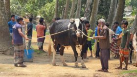 কোরবানির বাজার কাঁপাচ্ছে ১২০০ কেজি ওজনের মহারাজা