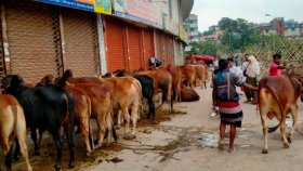 এই গরমে কোরবানির পশুর যত্ন নেবেন যেভাবে