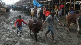 বৃষ্টির পর গাবতলীতে হাঁটুপানি, বিপাকে ক্রেতা-বিক্রেতা