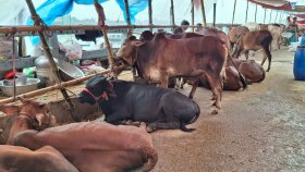 কোরবানির পশুর বয়স বুঝবেন যেভাবে