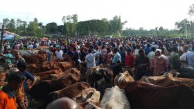 স্কুল থেকে সরে পশুর হাট বসলো পাশের মাঠে, হাসিল দ্বিগুণ