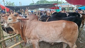 গাবতলী হাট: ‘খুঁটির জোরে’ বেহাল বেপারীরা