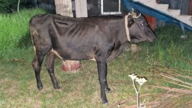 ধরা পড়েছে চোর, মুক্তি মেলেনি ‘আলামত’ গরুর!