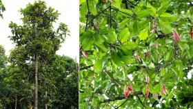 প্রকৃতির এক অদ্ভুত বেঁচে থাকার লড়াই ‘হেলিকপ্টার ফল’
