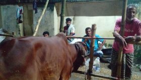 কমলাপুর পশুর হাটে ক্রেতা নেই, কাঁদছেন ব্যবসায়ীরা