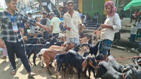 কোরবানির হাটে ছাগলে ‘পাগলপ্রায়’ ব্যবসায়ীরা