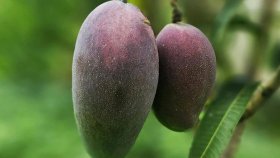 মিয়াজাকি আম কেন এত দামি