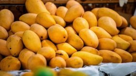 ভারতীয় আম আমদানি কেন স্থগিত করলো জাপান