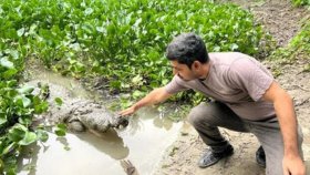 কালাপাহাড়-ধলাপাহাড়: খাঞ্জেলি দিঘিতে কুমির যেভাবে হয়ে উঠেছিল বিশ্বাসের প্রতীক