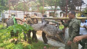 সেই কুমির ফেরত চান মাজারের খাদেম যুবদল নেতা