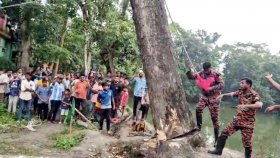 আখাউড়ায় ‘গাছকাণ্ডের’ অবসান, কেটে ফেলা হলো সেই গাছ