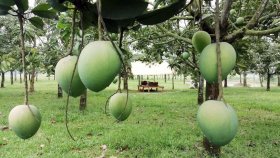 এক জেলায় বিক্রি হবে ২০০ কোটি টাকার আম