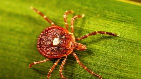 আতঙ্কের নাম যখন আলফা-গ্যাল সিনড্রোম