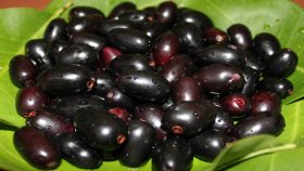 কালো জামের বাম্পার ফলন কি আসন্ন খরার পূর্বাভাস