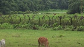 ভারত সীমান্তে বাংলাদেশির লাশ উদ্ধার