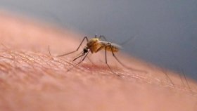 মশার কামড়ে চুলকালে কেন আরাম লাগে