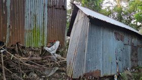 জরাজীর্ণ ঘরে ছেলে-মেয়ে-নাতনিকে নিয়ে ৮৫ বছরের ফুলজানের মানবেতর জীবন