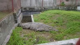 শেষ পর্যন্ত কোথায় যাচ্ছে মাজারের সেই কুমির