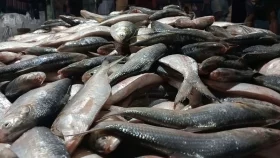 বঙ্গোপসাগরে এক জালেই ধরা পড়লো ৪৮ লাখ টাকার ইলিশ