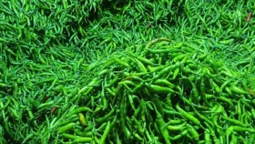 ৩০০ টাকার কাচাঁ মরিচ এখন ১০০ টাকা