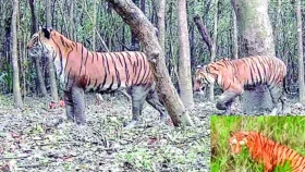 সেই বাঘিনীর খোঁজ মিলছে না, ৪০ ক্যামেরায়ও ধরা পড়েনি